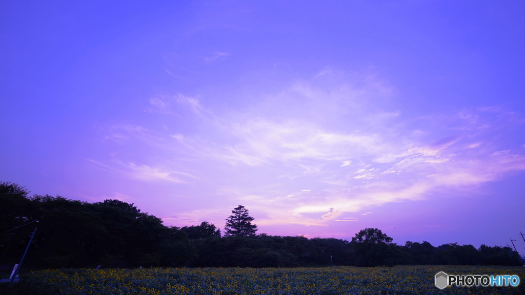 ひまわり畑の夕暮れ