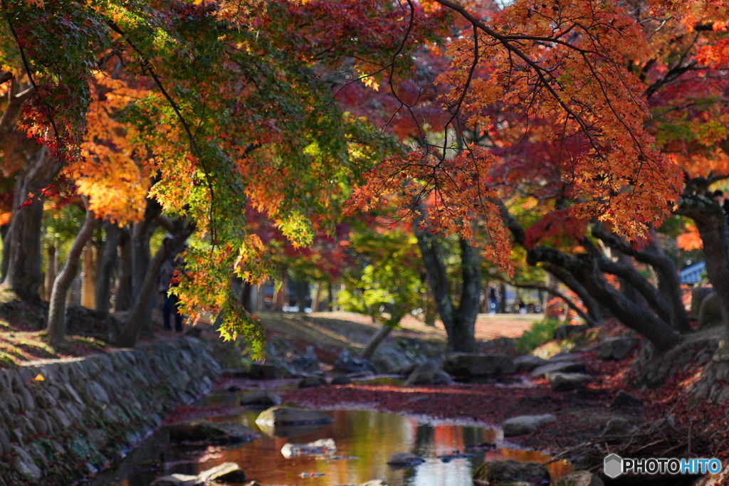奈良公園の秋