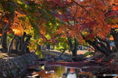 奈良公園の秋