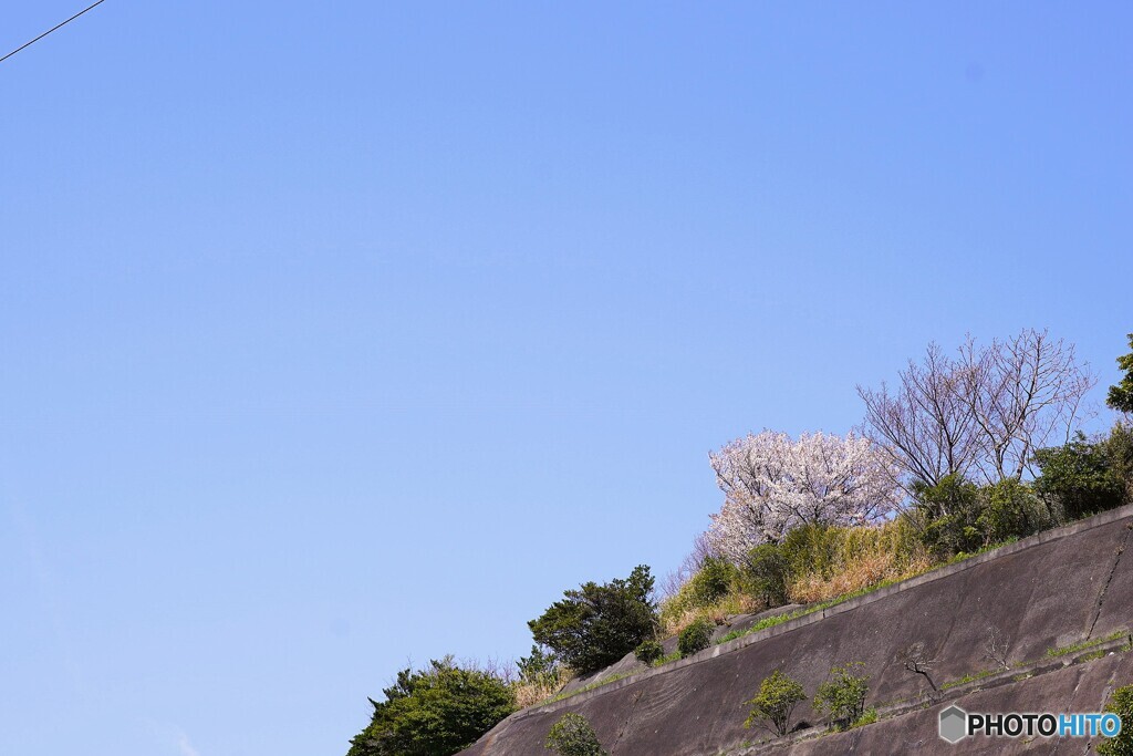 近所の一本桜