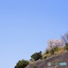 近所の一本桜