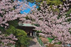 鎌倉　甘縄神明宮の玉縄桜