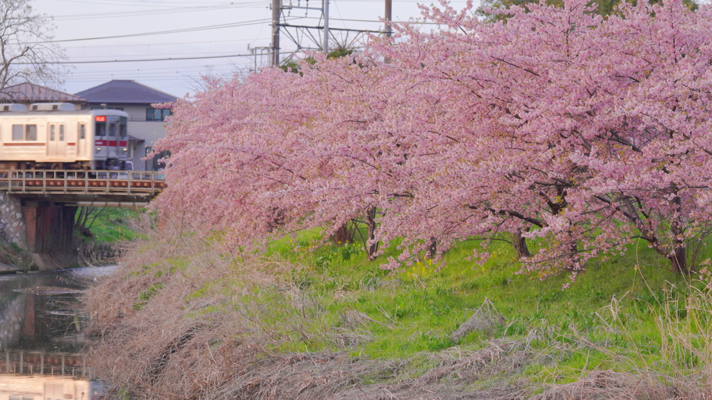 桜に突っ込む？