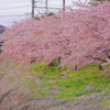 桜に突っ込む？