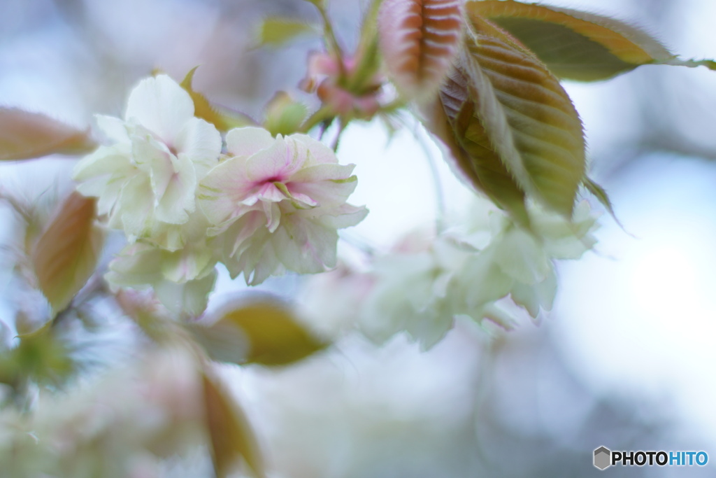 ウコン桜