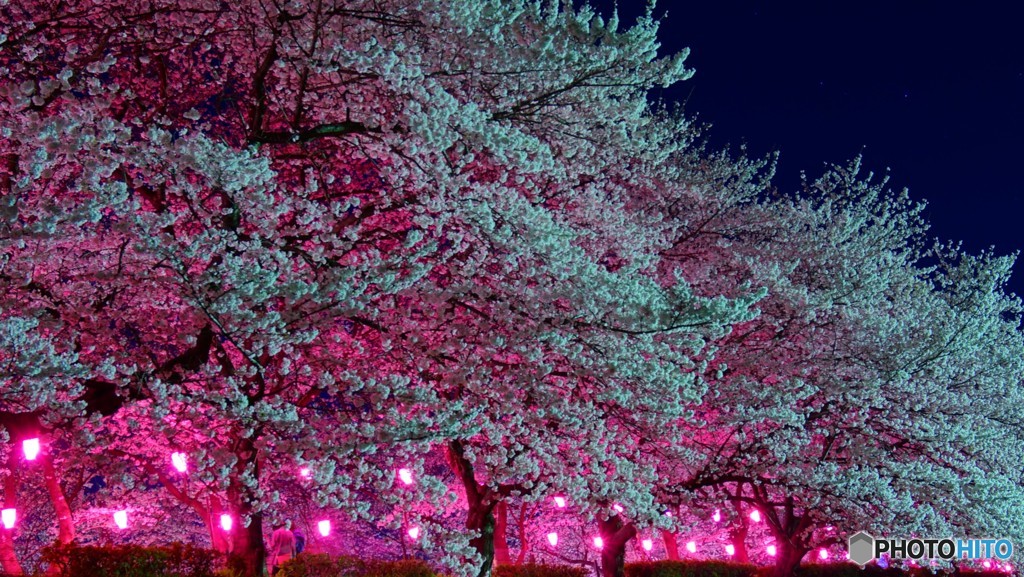 夜桜