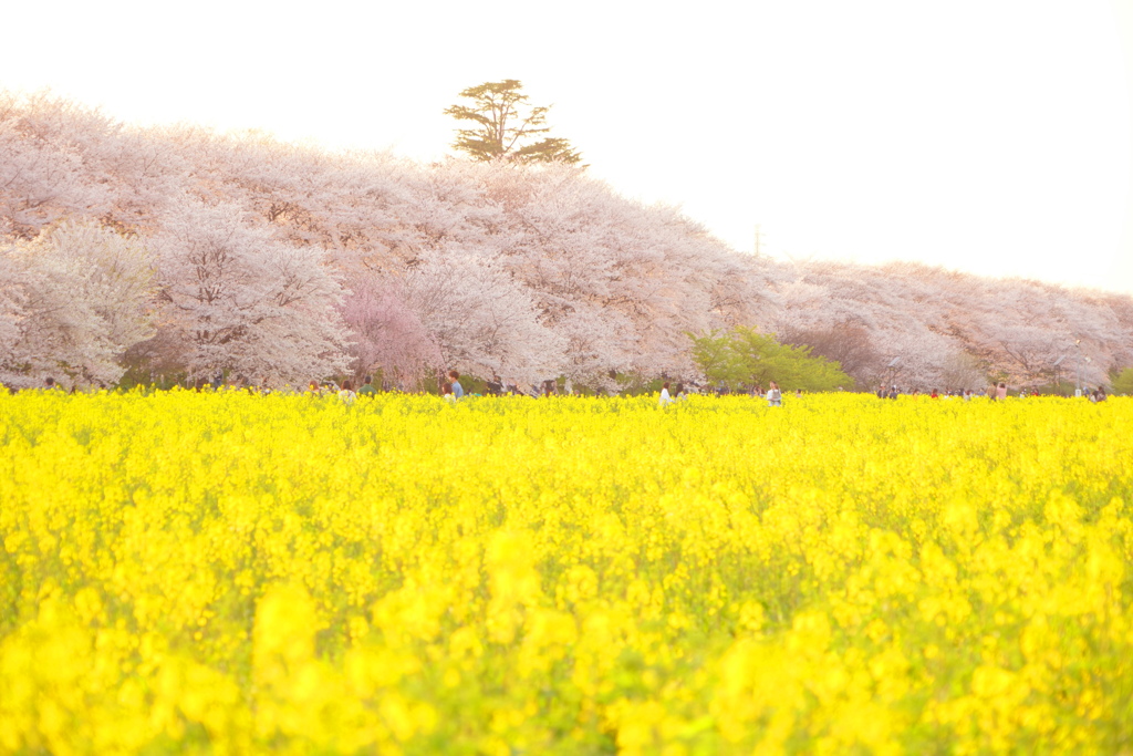 夕刻