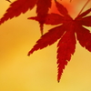 日暮れのモミジ