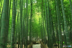新緑で深呼吸して