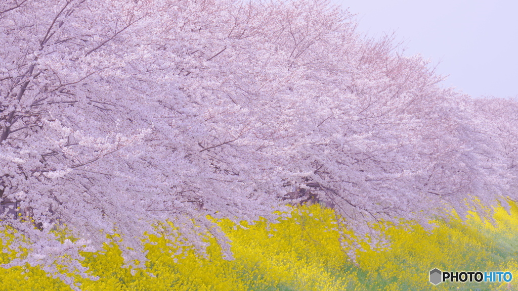 花のコラボレーション