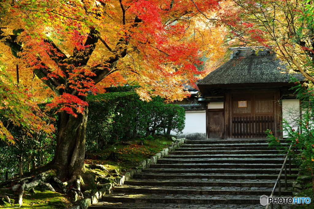 京都で紅葉探し２