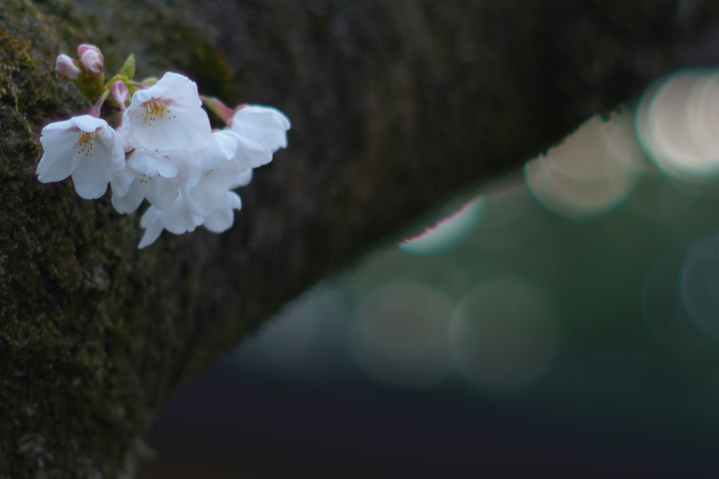 オールドレンズと桜