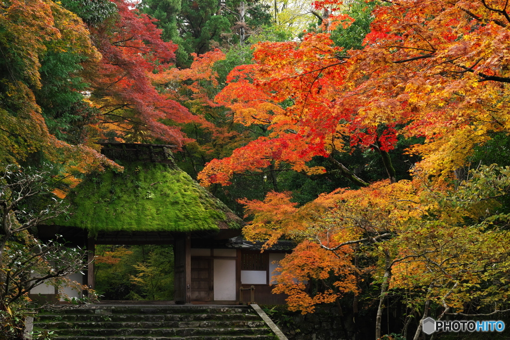 京都で紅葉探し３法然院