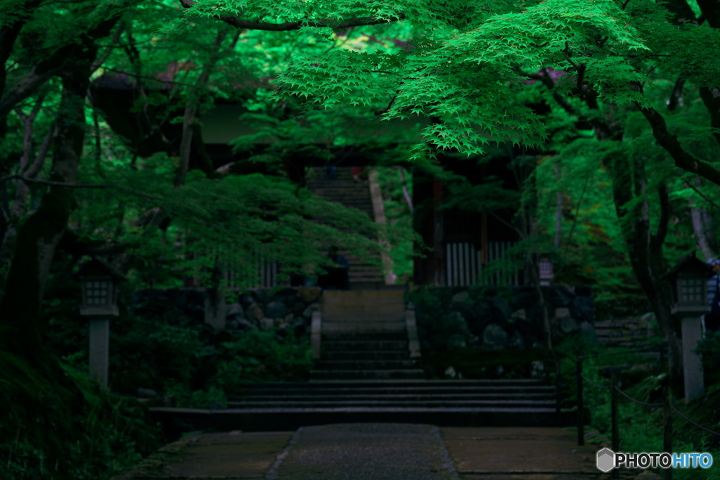 京の青モミジ