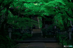 京の青モミジ