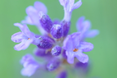ラベンダーの花