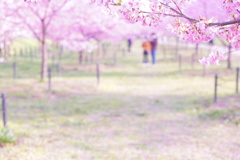 桜の下で