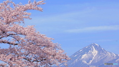 会津の桜