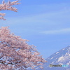 会津の桜