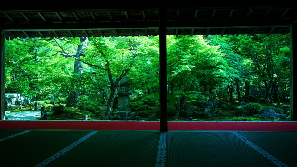 新緑の圓光寺