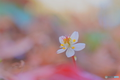 1輪の美しさ