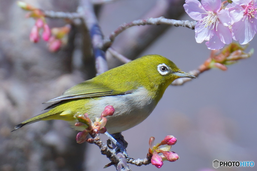 春の日に