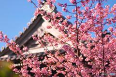 鎌倉本覚寺の河津桜