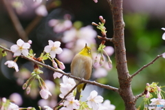 見上げてごらん