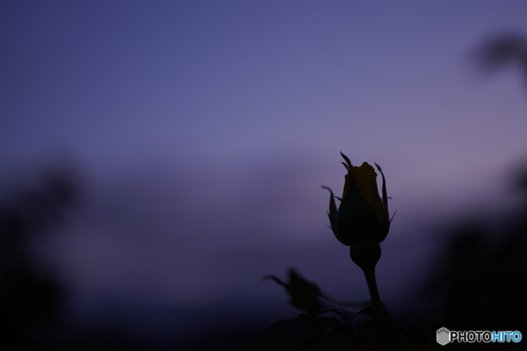 夕暮れ