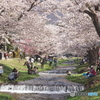 観音寺川の春