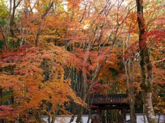 京都　地蔵院の秋