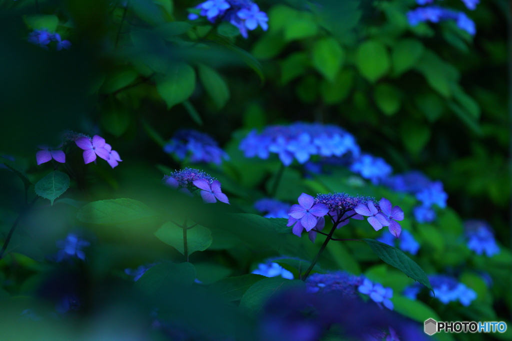 紫陽花