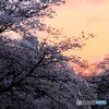 佐保川の夕景