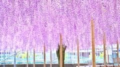パープルクラウド