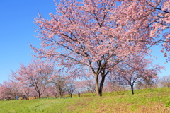 咲き誇る寒桜