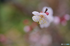 淡く可憐に