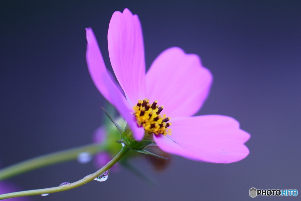 秋桜