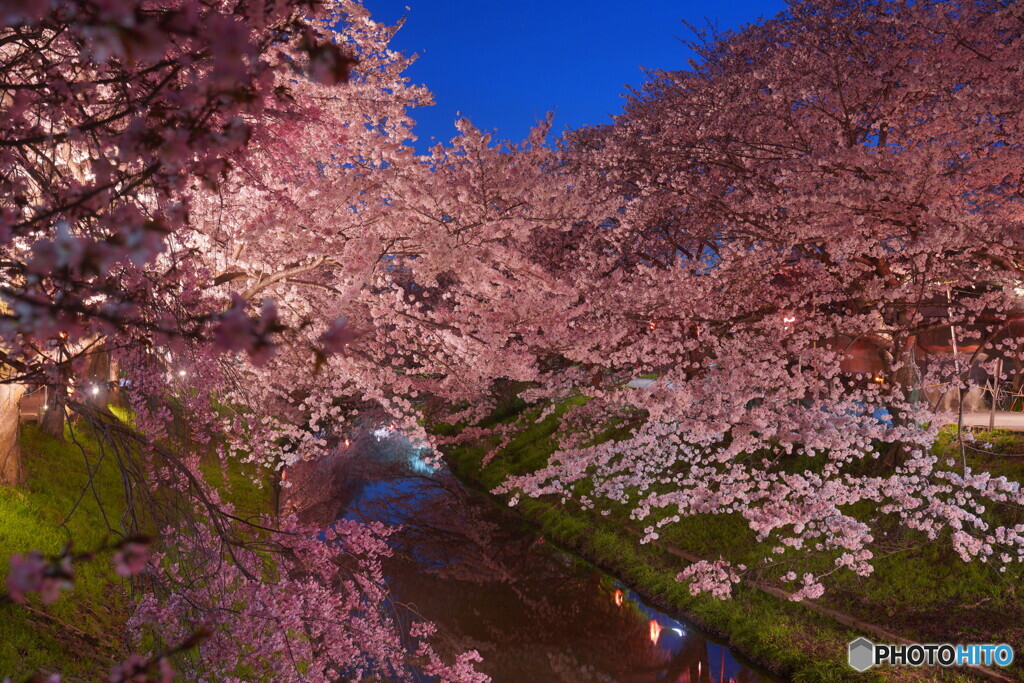 古都の夜桜
