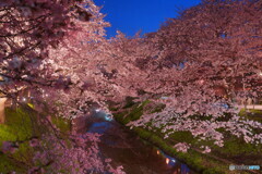 古都の夜桜