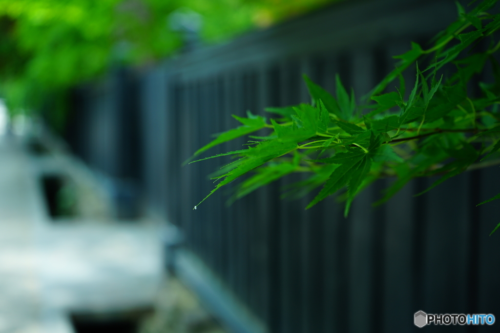 青紅葉