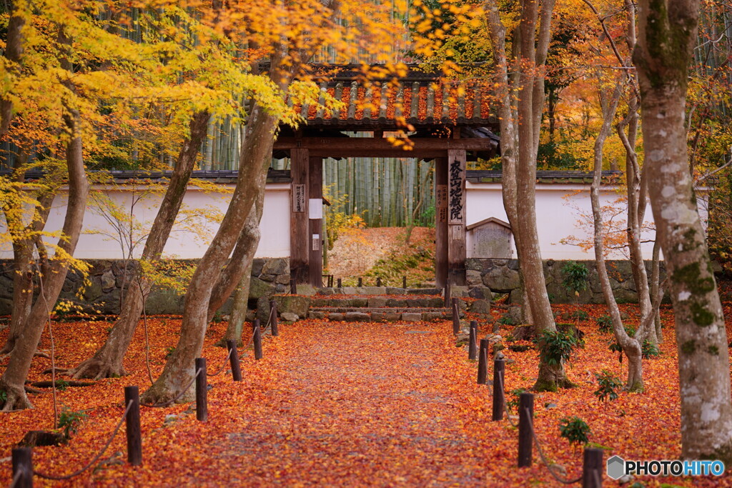京都地蔵院の敷モミジ