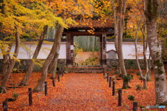京都地蔵院の敷モミジ