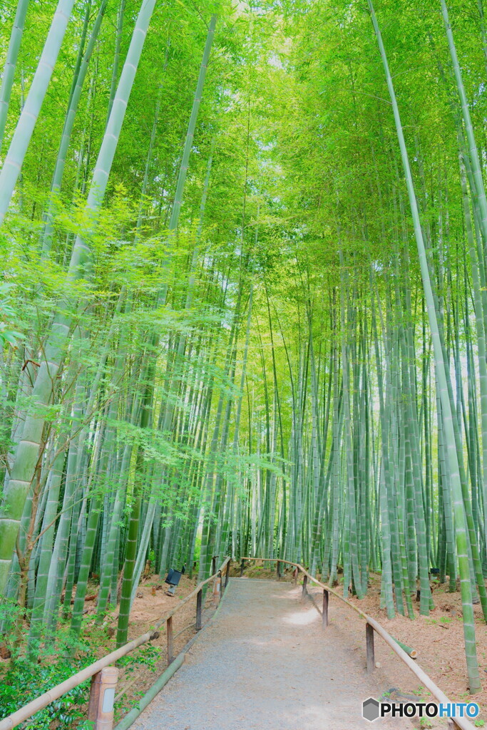 夏の彩り