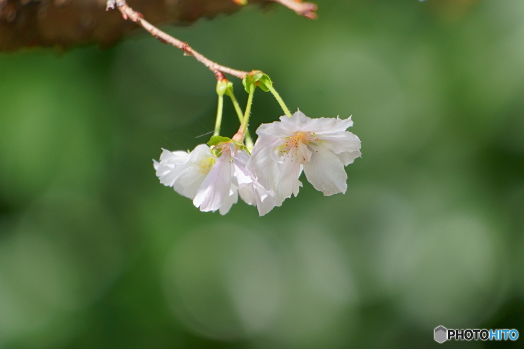 四季桜