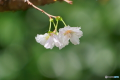 四季桜