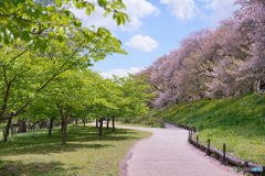 染井と河津