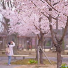 桜