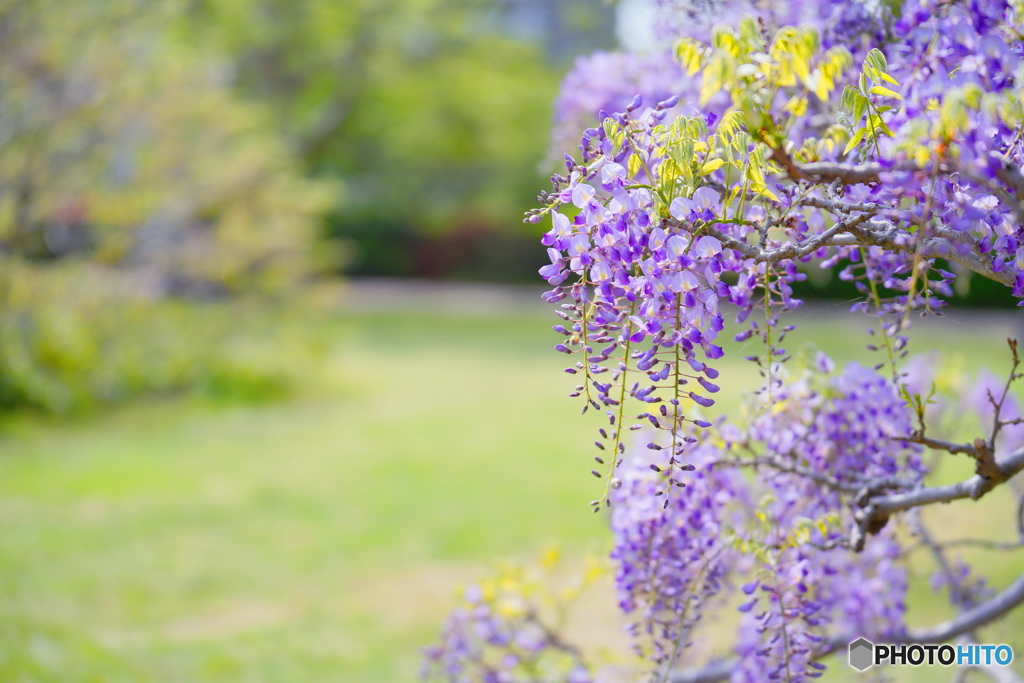 桜色から藤紫へ