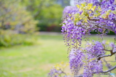 桜色から藤紫へ