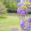 桜色から藤紫へ